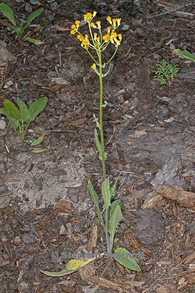 senecio integerrimus var exaltatus 2 graphic